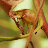 Paropsid leaf beetle
