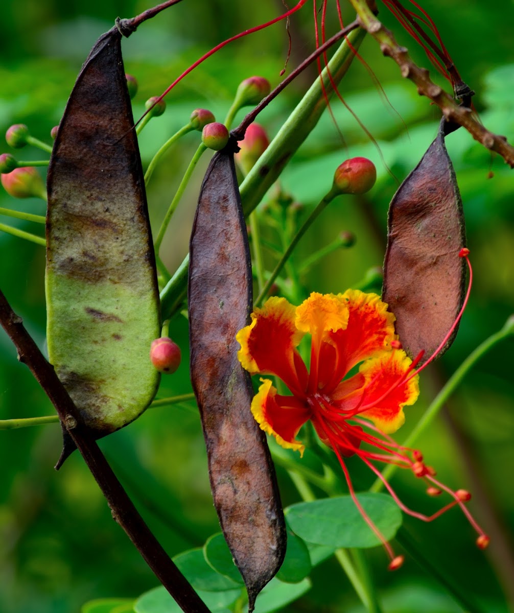 Peacock Flower