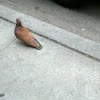 Brown Pigeon/Rock Dove
