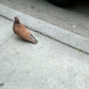 Brown Pigeon/Rock Dove