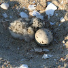 California least tern chick and egg