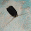 Tiniest black moth