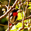 Mistletoebird (male)