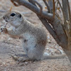 Mexican Prarie Dog