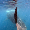 Whale shark sighting in Utila