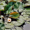 European White Water Lily