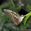 Tailed Jay, Green-spotted Triangle, Tailed Green Jay, Green Triangle