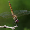 Red Groundling female