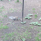 eastern grey squirrel