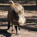 Wild boar (Juvenile)