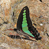 Common Bluebottle Butterfly Male