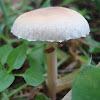 Common Lawn Mushroom
