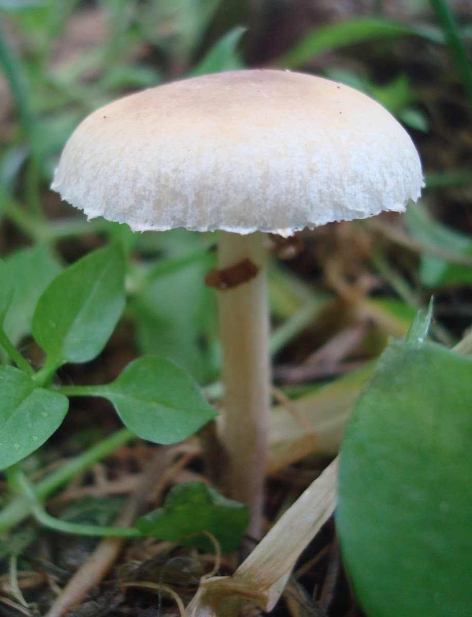 common-lawn-mushroom-project-noah