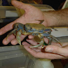 Blue Land Crab