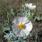 White Prickly Poppy