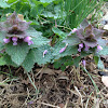 Purple deadnettle