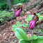 Pink Lady's Slipper