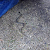terrestrial garter snake