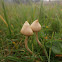 Liberty Caps