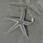 Sand Star