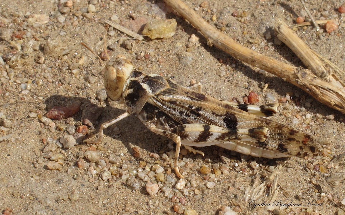 Spurcate Grasshopper