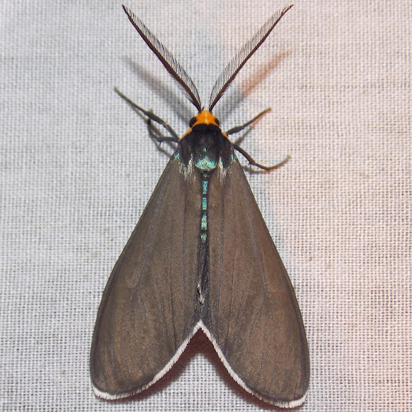 Virginia Ctenucha Project Noah