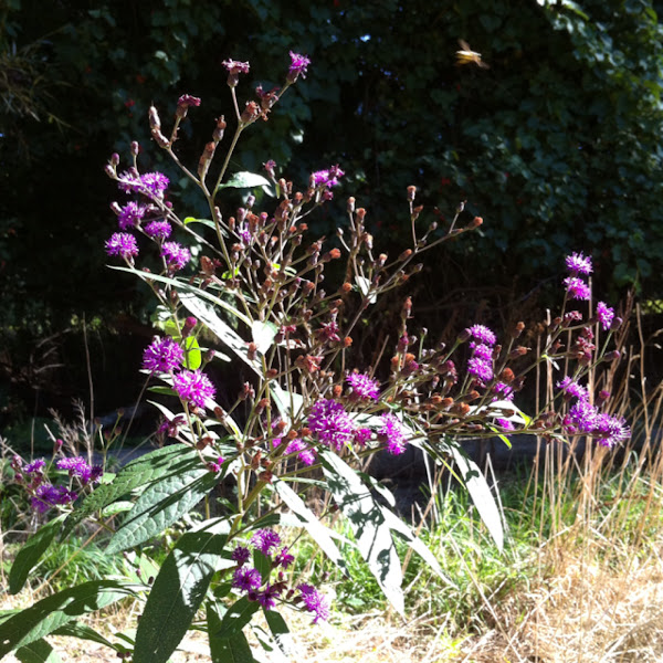 Ironweed Project Noah