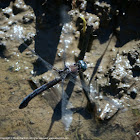 Great Blue Skimmer dragonfly (female, oviposition, in flight)