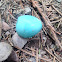 American Robin egg