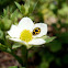 16-spotted Ladybird Beetle