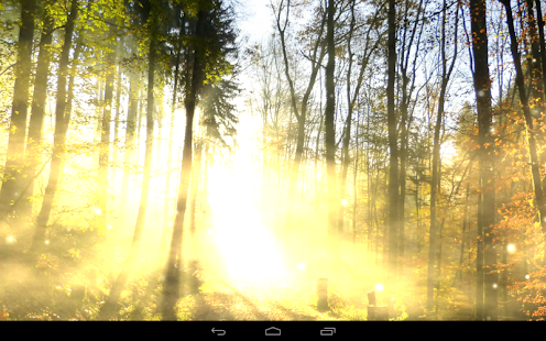 Forest Wallpaper(圖5)-速報App