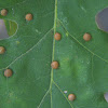 Gall Midge Galls