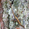 Brown Anole (Female)