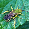 Metallic Sweat Bee ♂