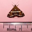 Beet Webworm Moth