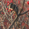 American Red Squirrel