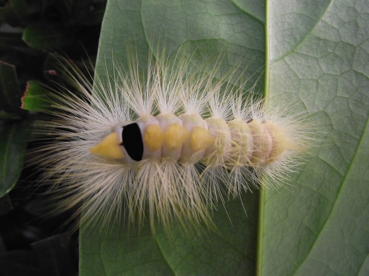 tussock moth