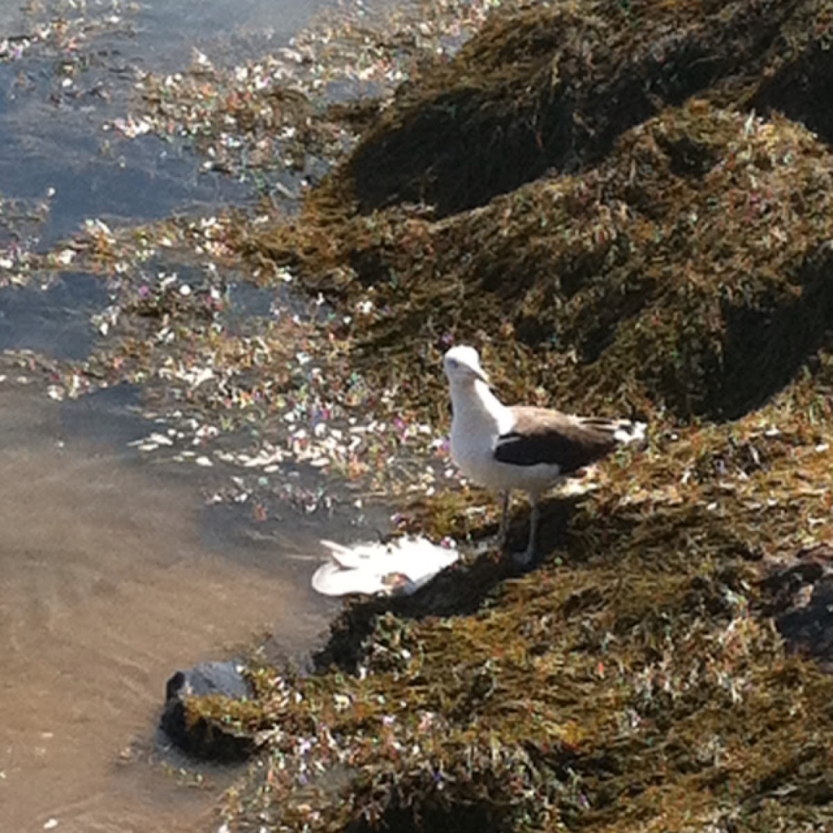 Great Black-backed Gull and sting ray