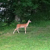 White-tailed Deer fawn