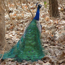 Birds of Maharashtra, India