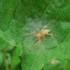 Clubionid Spider