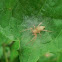 Clubionid Spider