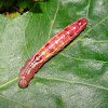 Prominent Moth caterpillar