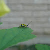 Spotted Cucumber Beetle