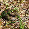 Grass Snake - Užovka obojková