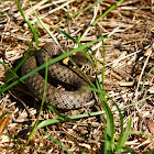 Grass Snake - Užovka obojková