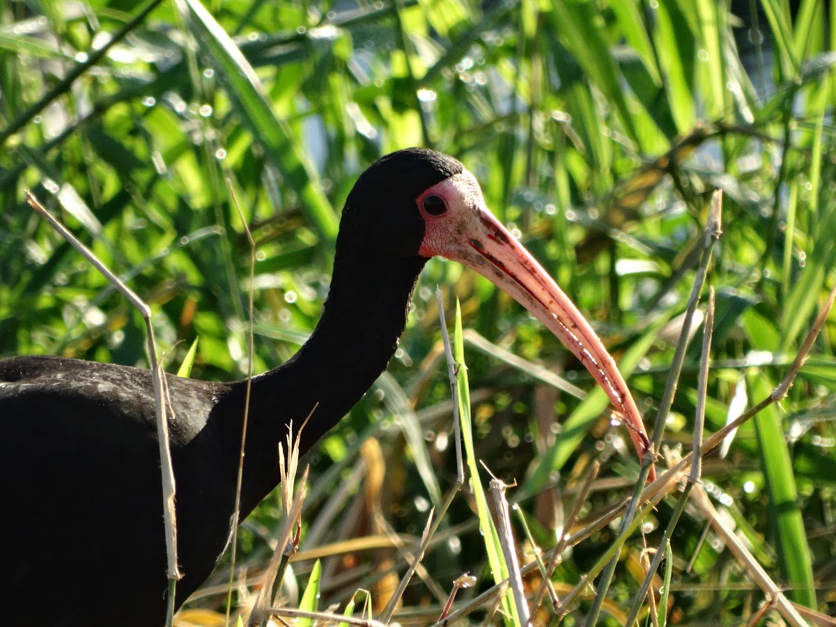 Whispering or Bare-faced Ibis