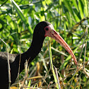 Whispering or Bare-faced Ibis