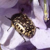 Escarabajo del sudario