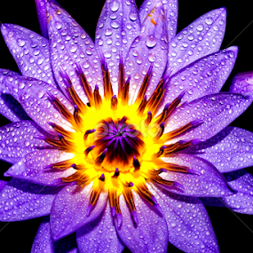 by Kokien Photography - Flowers Single Flower